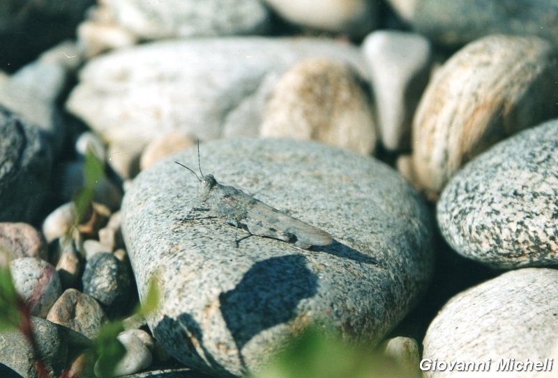 Serie di Acrididae del Parco del Ticino